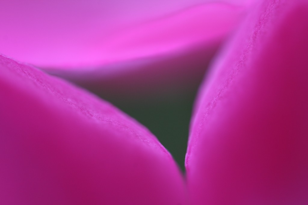 View through the Geraniums