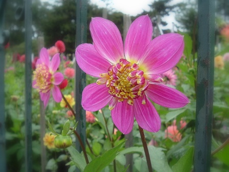 Dahlia Soft Focus